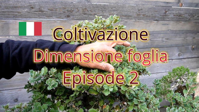 Book - Dimensione foglia Ep.2